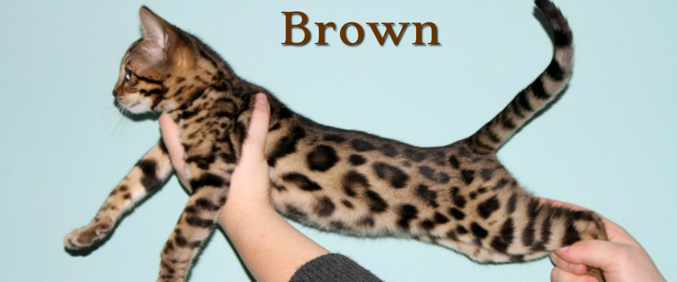 brown bengal kitten